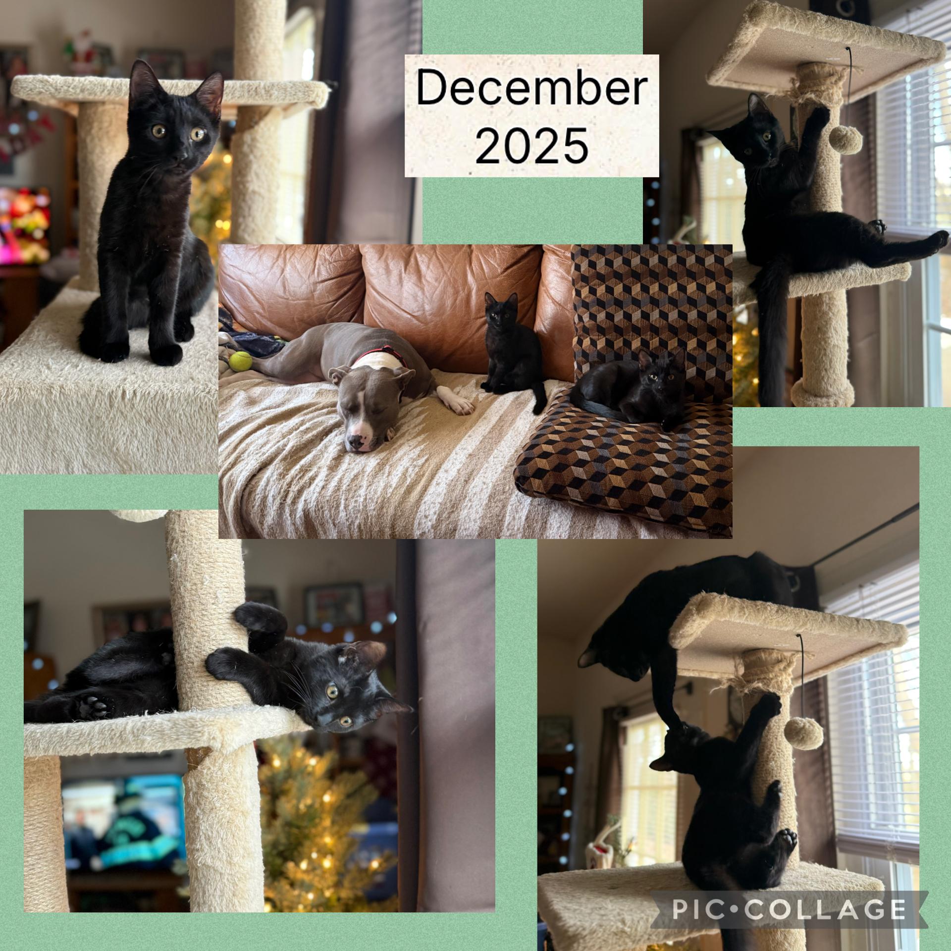 EEVEE & DITTO, Adoptable, Kitten Female Domestic Short Hair.