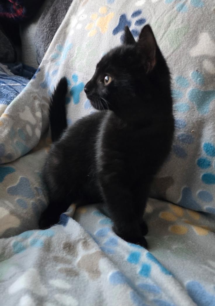 EEVEE & DITTO, a Adoptable Domestic Short Hair image 1/6