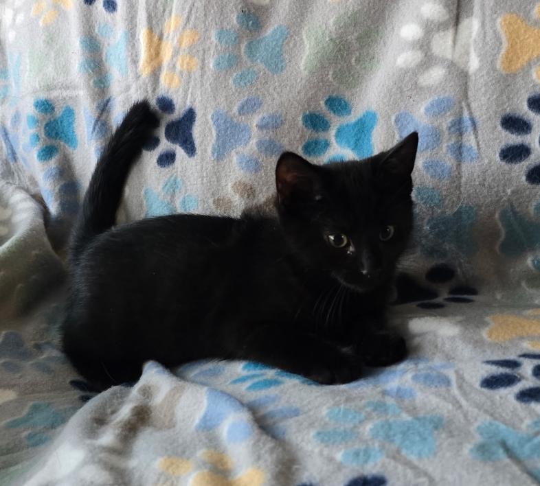 EEVEE & DITTO, a Adoptable Domestic Short Hair image 4/6