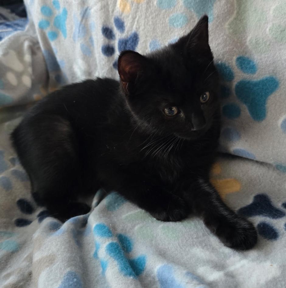 EEVEE & DITTO, a Adoptable Domestic Short Hair image 5/6