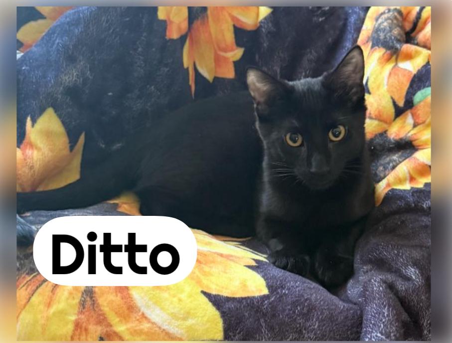 Enlarge EEVEE & DITTO ~ Bonded Siblings , an adopted Domestic Short Hair in Spotswood, NJ image 3/4