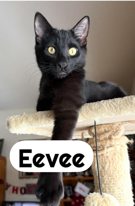 Enlarge EEVEE & DITTO ~ Bonded Siblings , an adopted Domestic Short Hair in Spotswood, NJ image 2/4