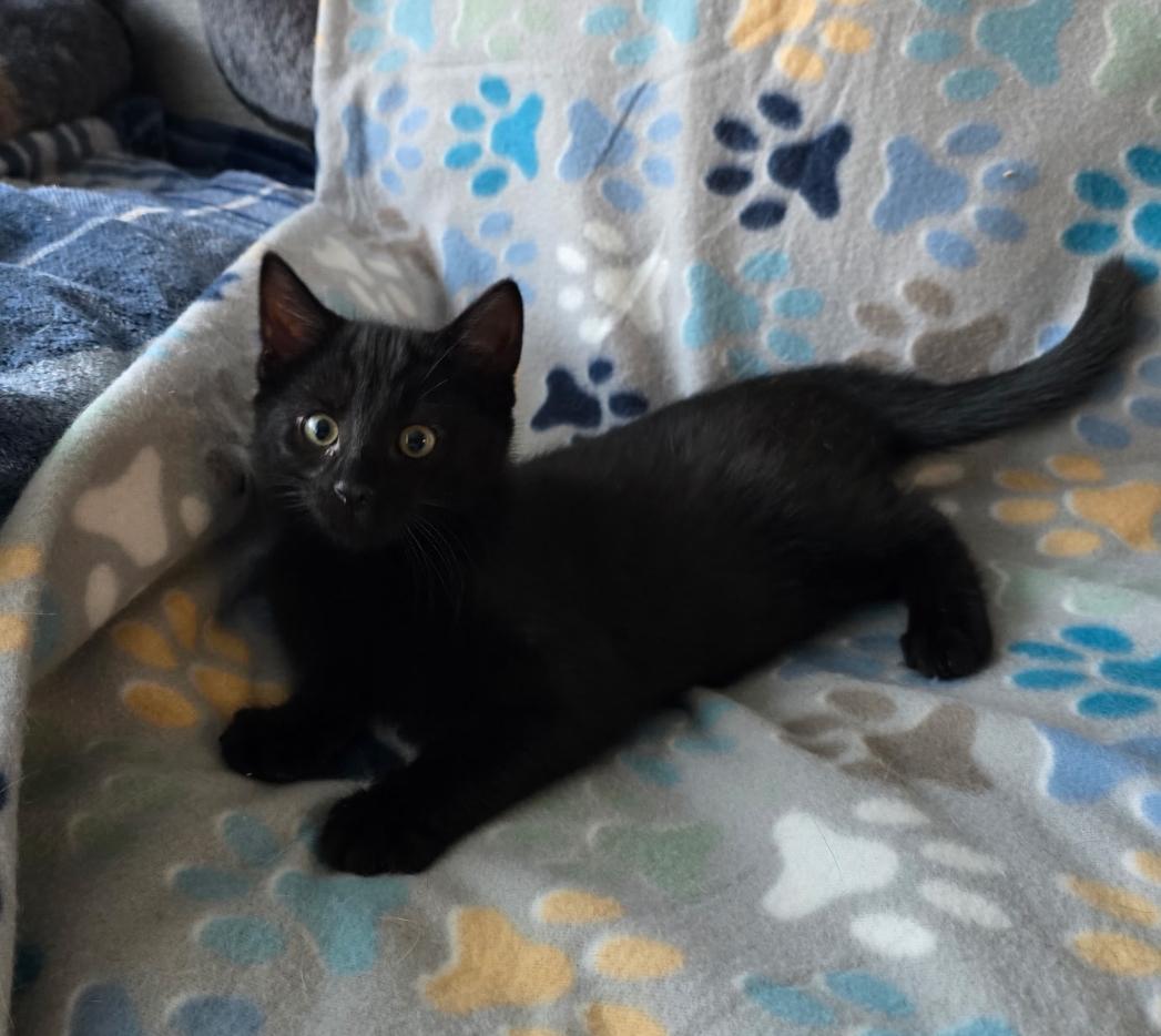 EEVEE & DITTO, a Adoptable Domestic Short Hair image 6/6