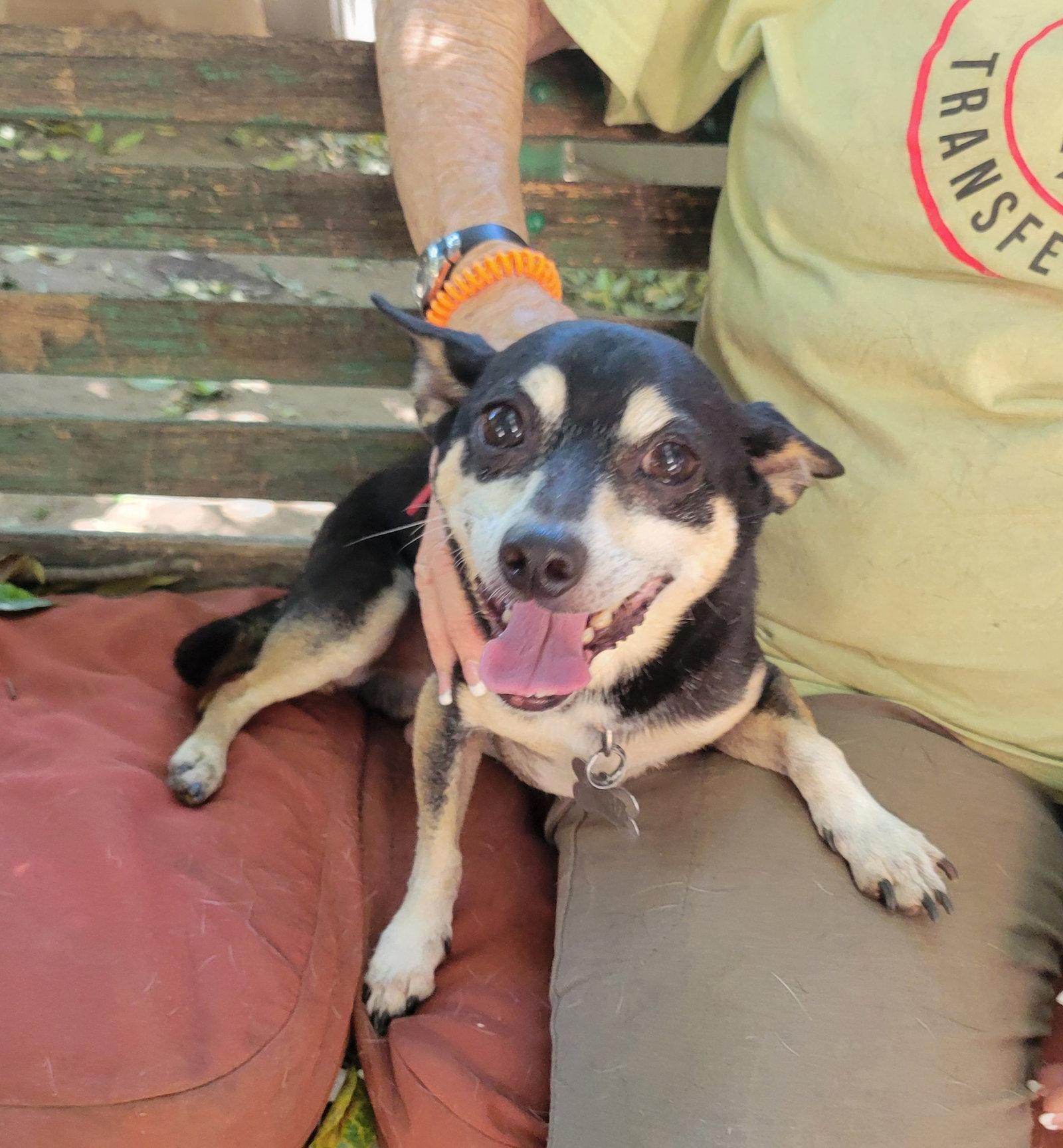 Titus (GrandPaws), Adoptable, Senior Male Manchester Terrier.