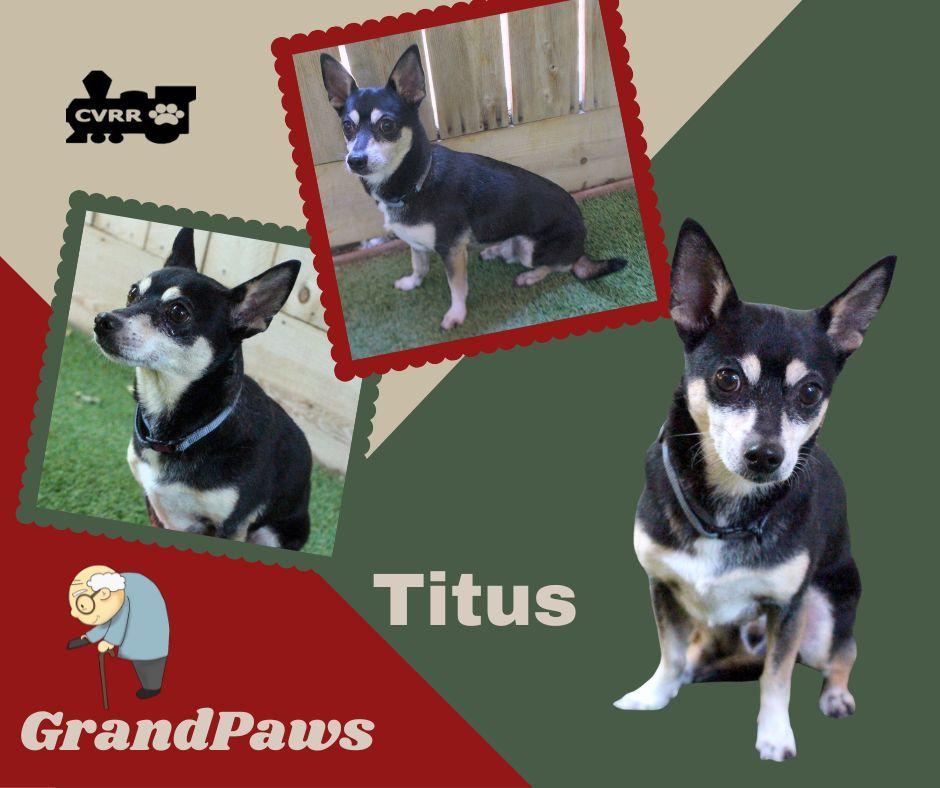 Enlarge Titus (GrandPaws), a Adoptable Manchester Terrier in LINDSAY, CA image 2/2
