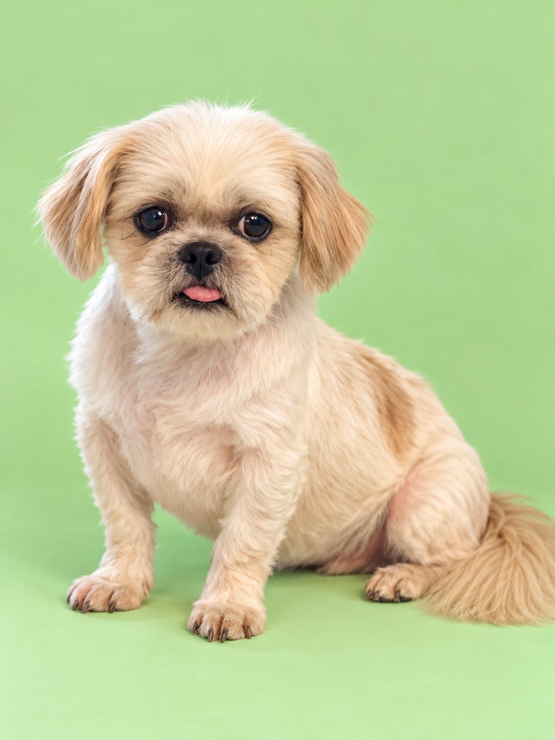 Johnny Cash, Adopted, Senior Male Shih Tzu.