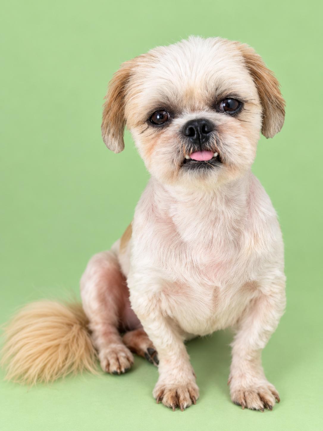 Enlarge Johnny Cash, a Adopted Shih Tzu in Palo Alto, CA image 2/3