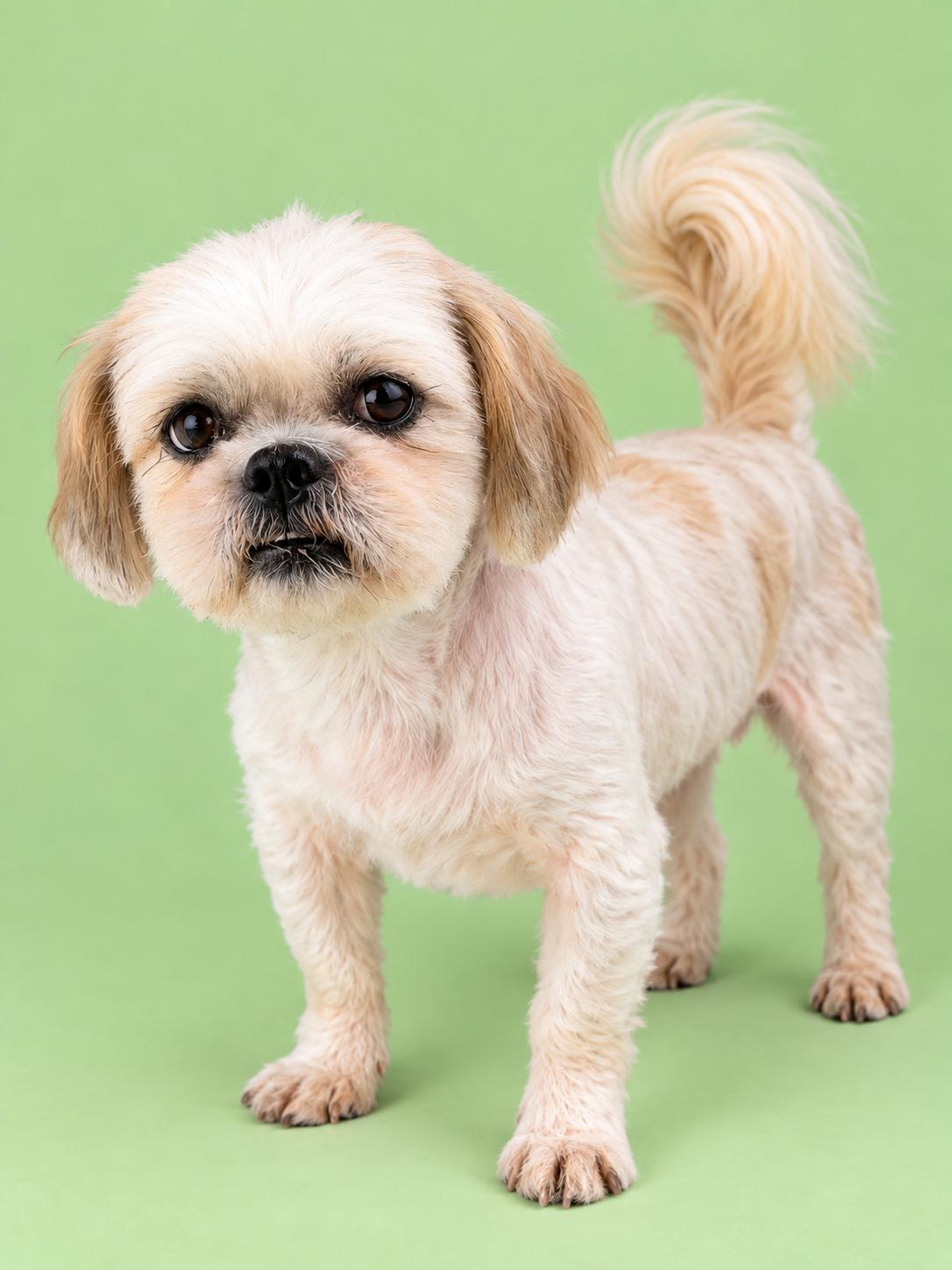 Enlarge Johnny Cash, a Adopted Shih Tzu in Palo Alto, CA image 3/3