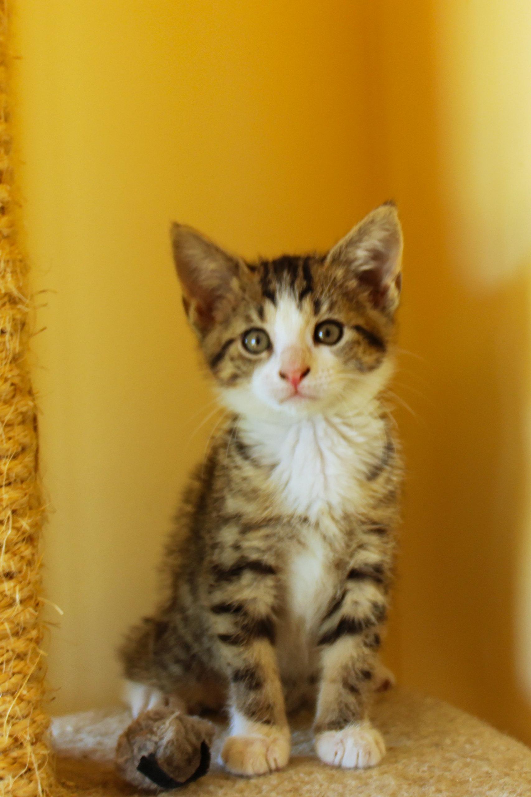 Enlarge Charity, a Adoptable Domestic Short Hair in Urbana, OH image 5/6