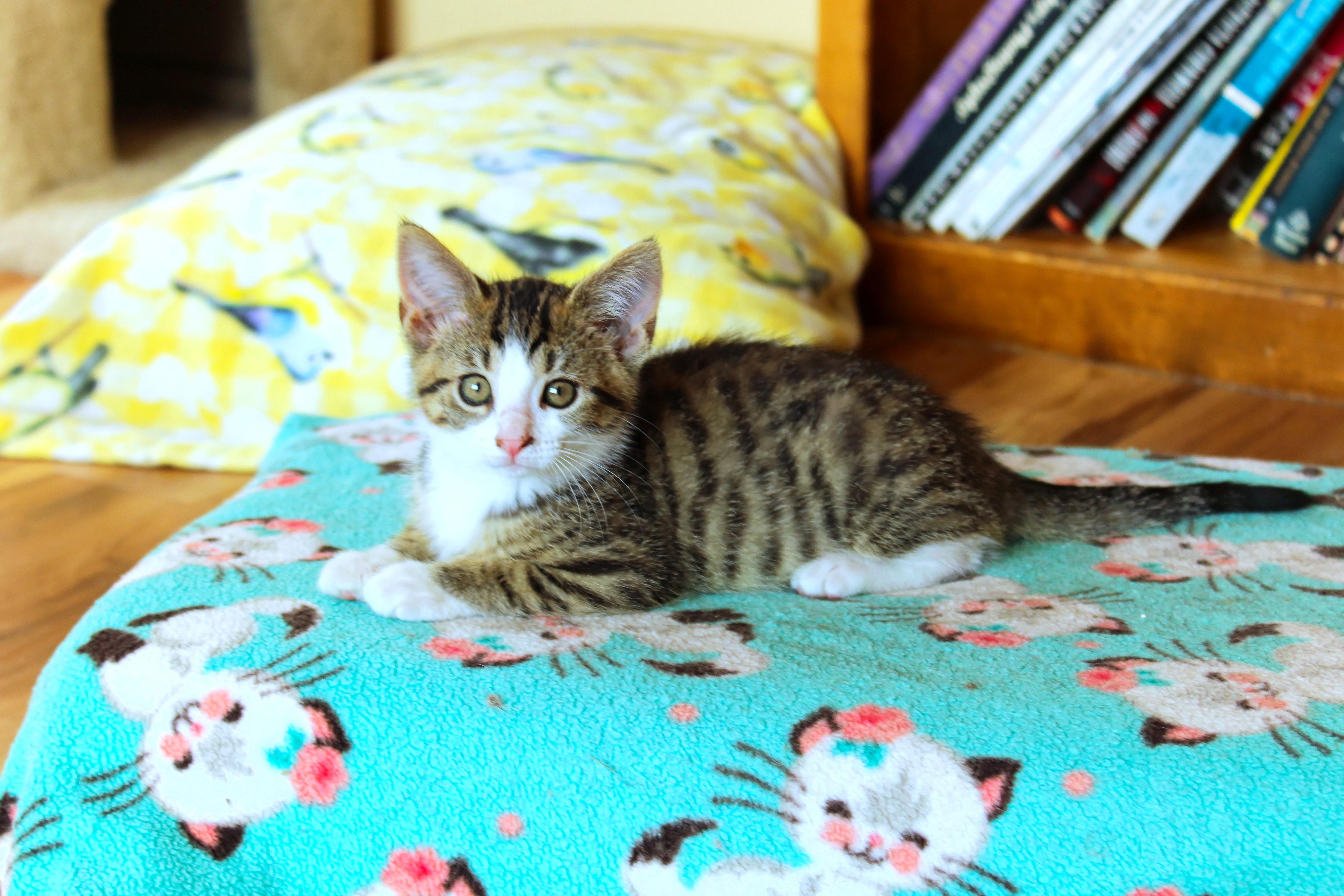Enlarge Charity, a Adoptable Domestic Short Hair in Urbana, OH image 6/6