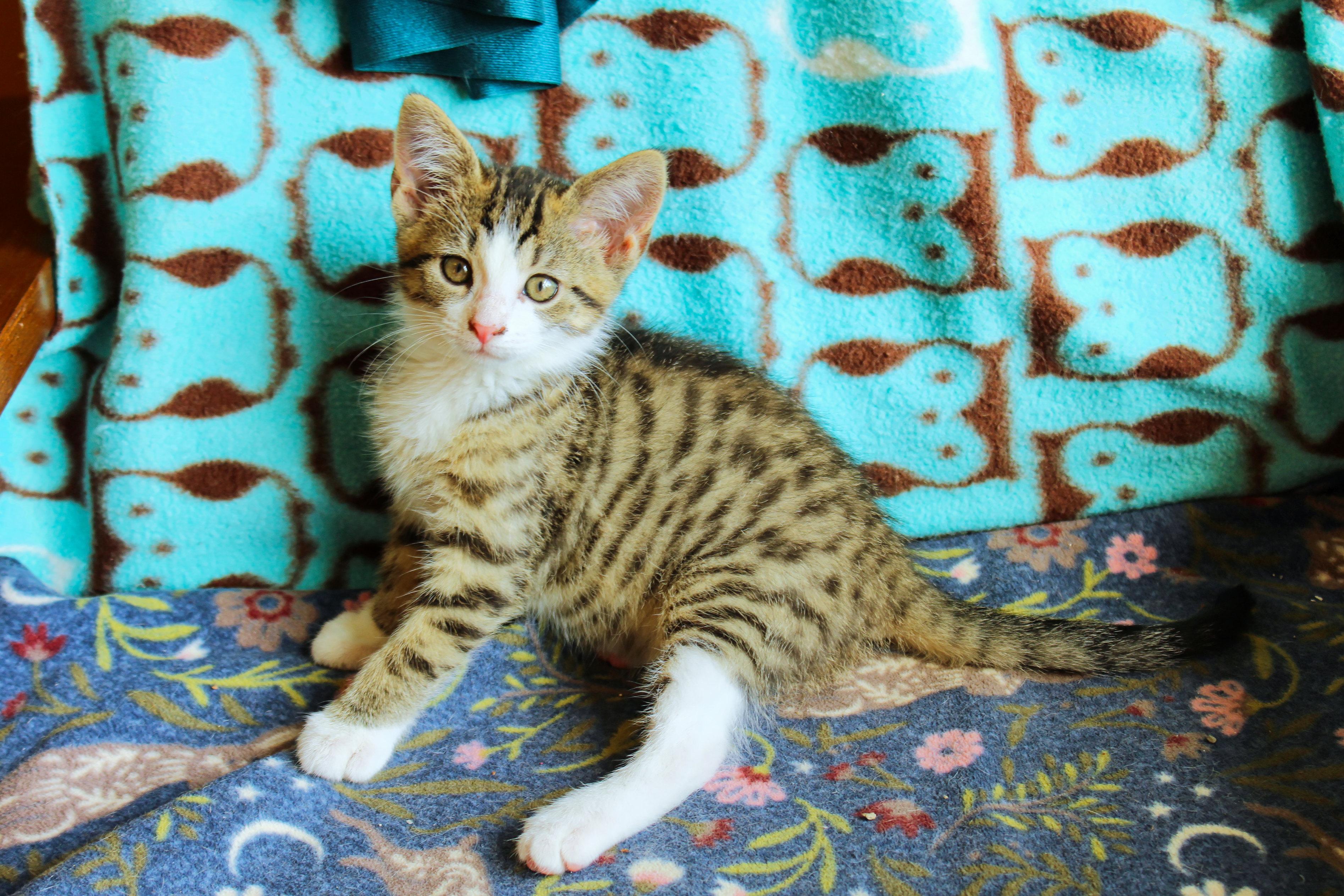 Enlarge Charity, a Adoptable Domestic Short Hair in Urbana, OH image 3/6