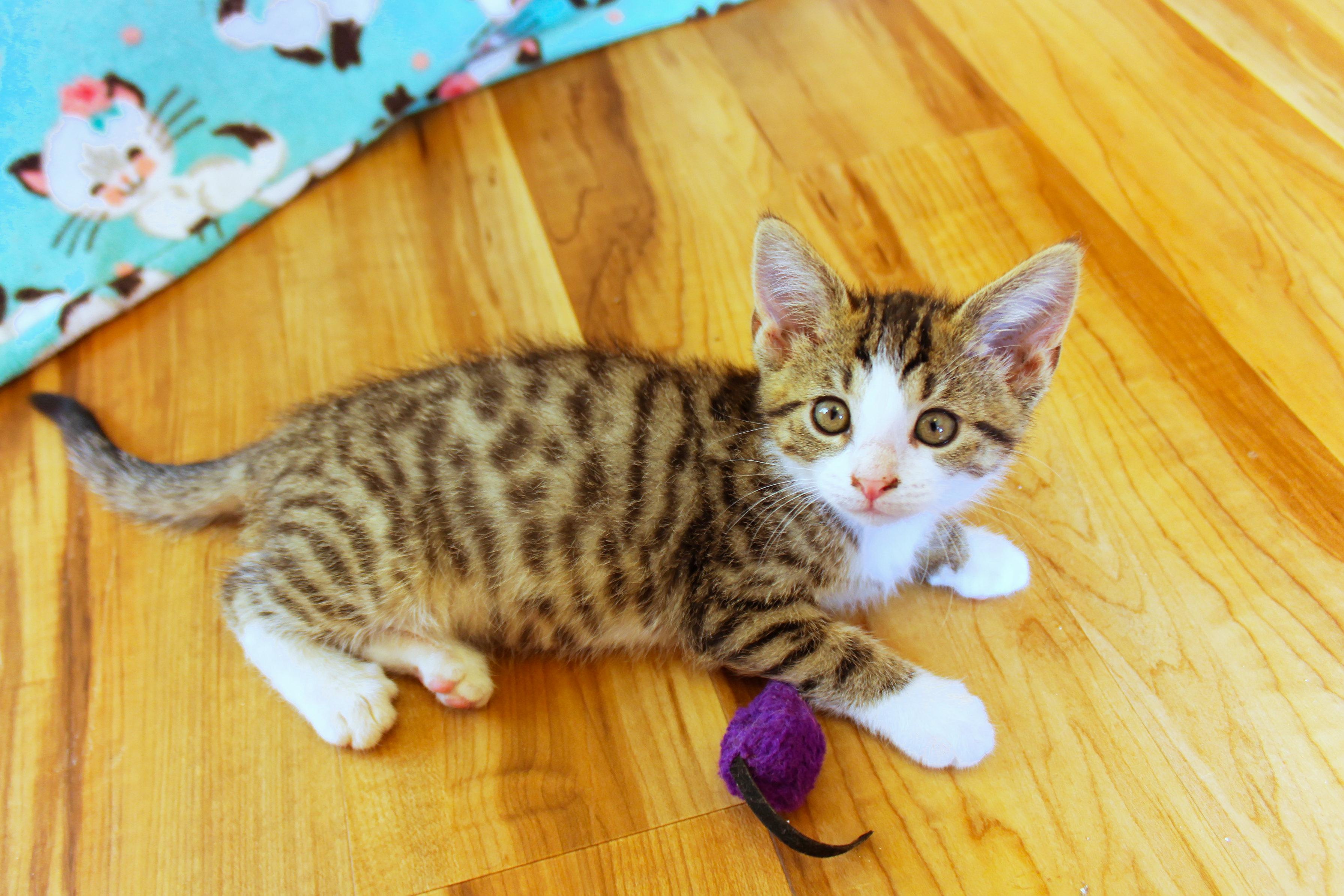 Enlarge Charity, a Adoptable Domestic Short Hair in Urbana, OH image 1/6