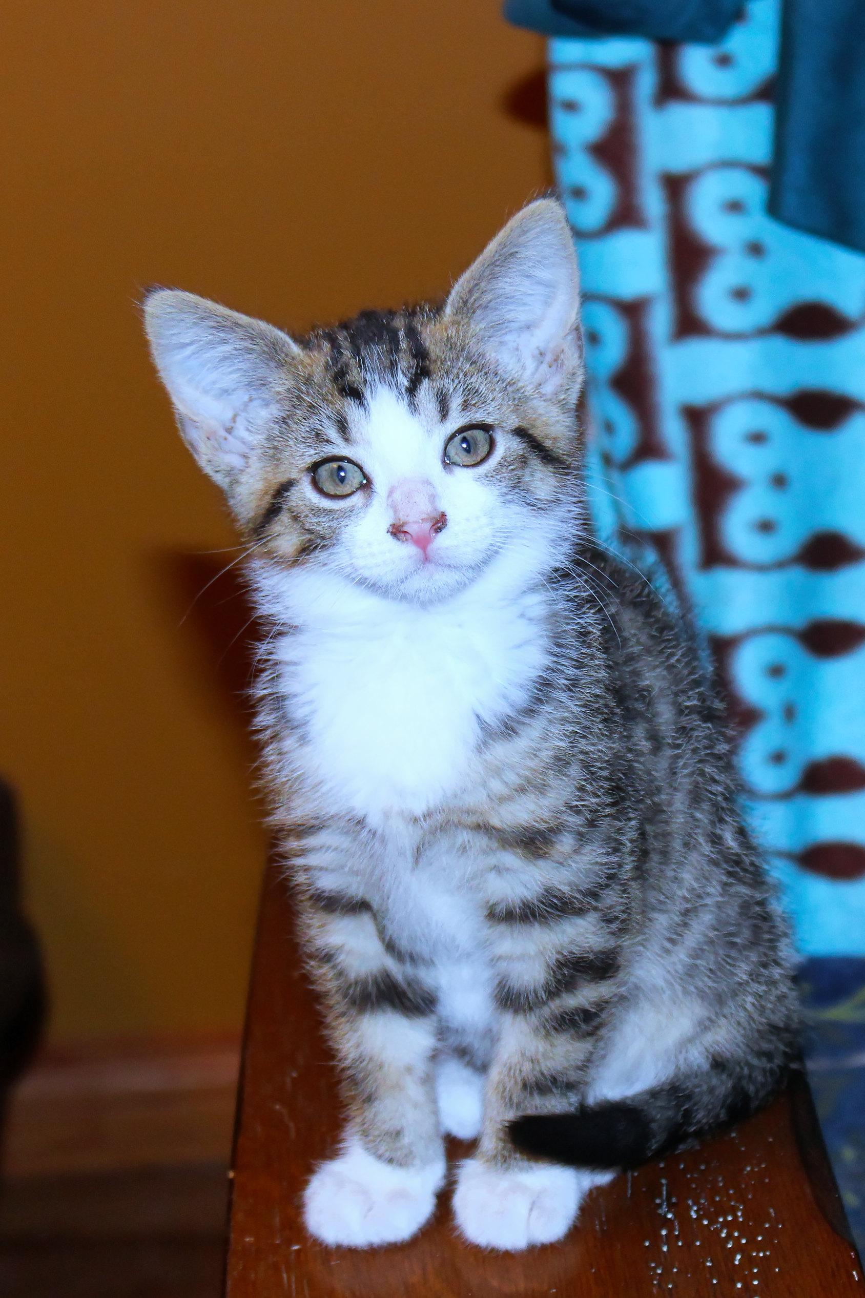 Enlarge Charity, a Adoptable Domestic Short Hair in Urbana, OH image 2/6