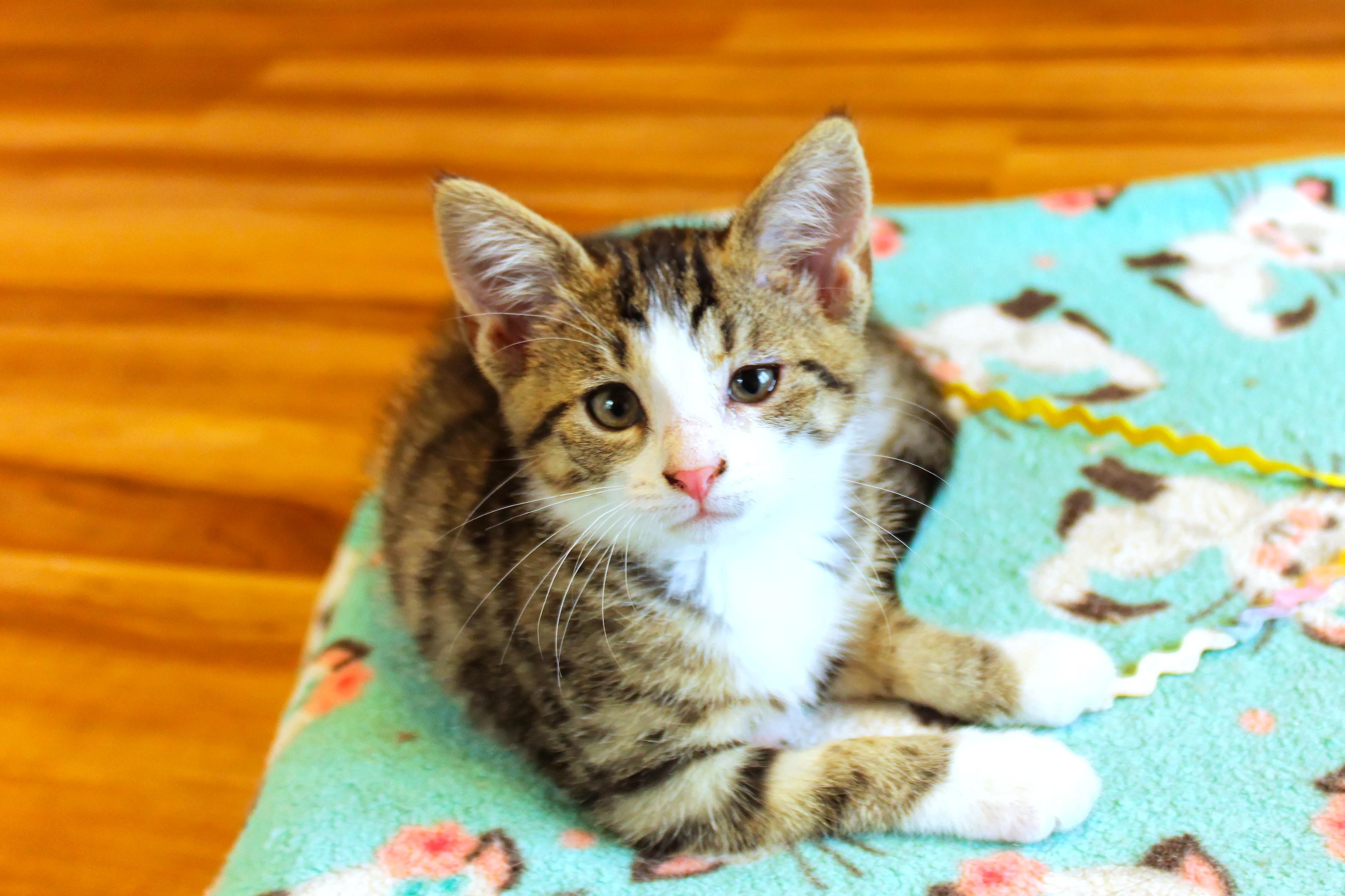 Enlarge Charity, a Adoptable Domestic Short Hair in Urbana, OH image 4/6