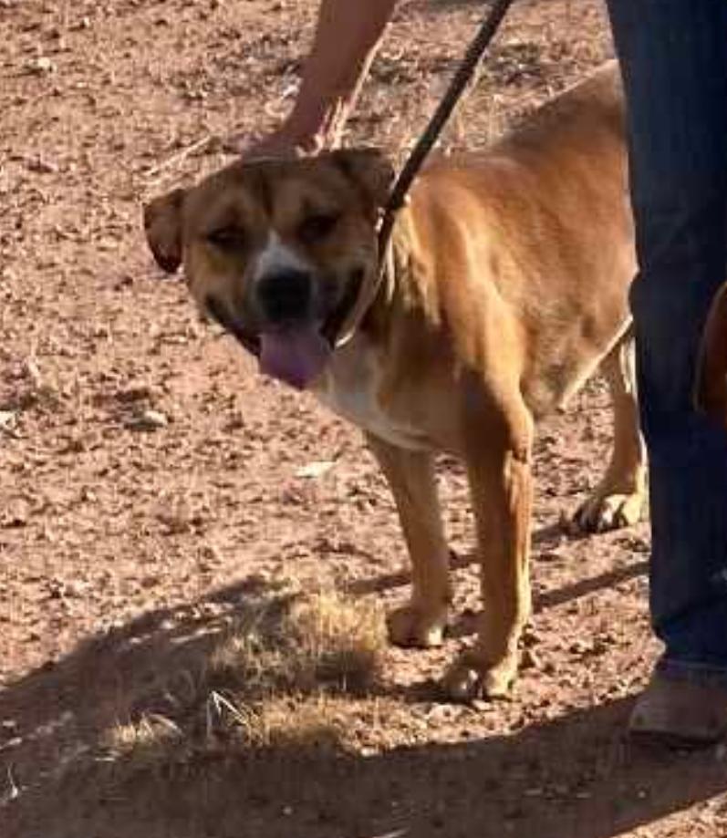 Avery, an adoptable Shepherd, Pit Bull Terrier in Breckenridge, CO, 80424 | Photo Image 2