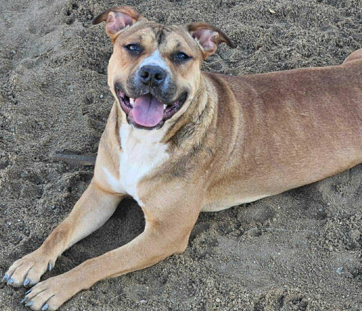 Avery, an adoptable Shepherd, Pit Bull Terrier in Breckenridge, CO, 80424 | Photo Image 1