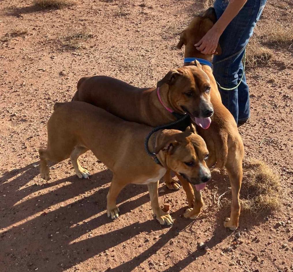 Avery, an adoptable Shepherd, Pit Bull Terrier in Breckenridge, CO, 80424 | Photo Image 3