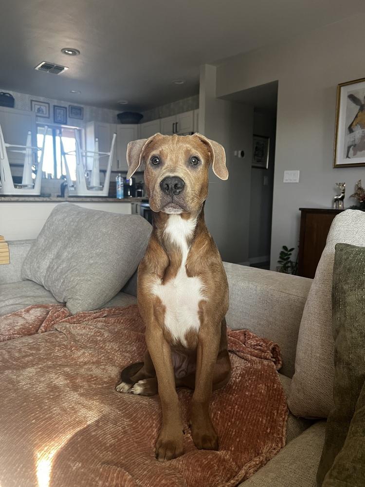 Riley, adopted, Young Male American Staffordshire Terrier.