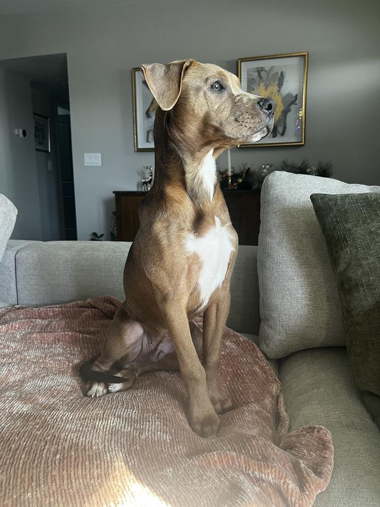 Riley, an adopted mixed breed in TUCSON, AZ image 2/3