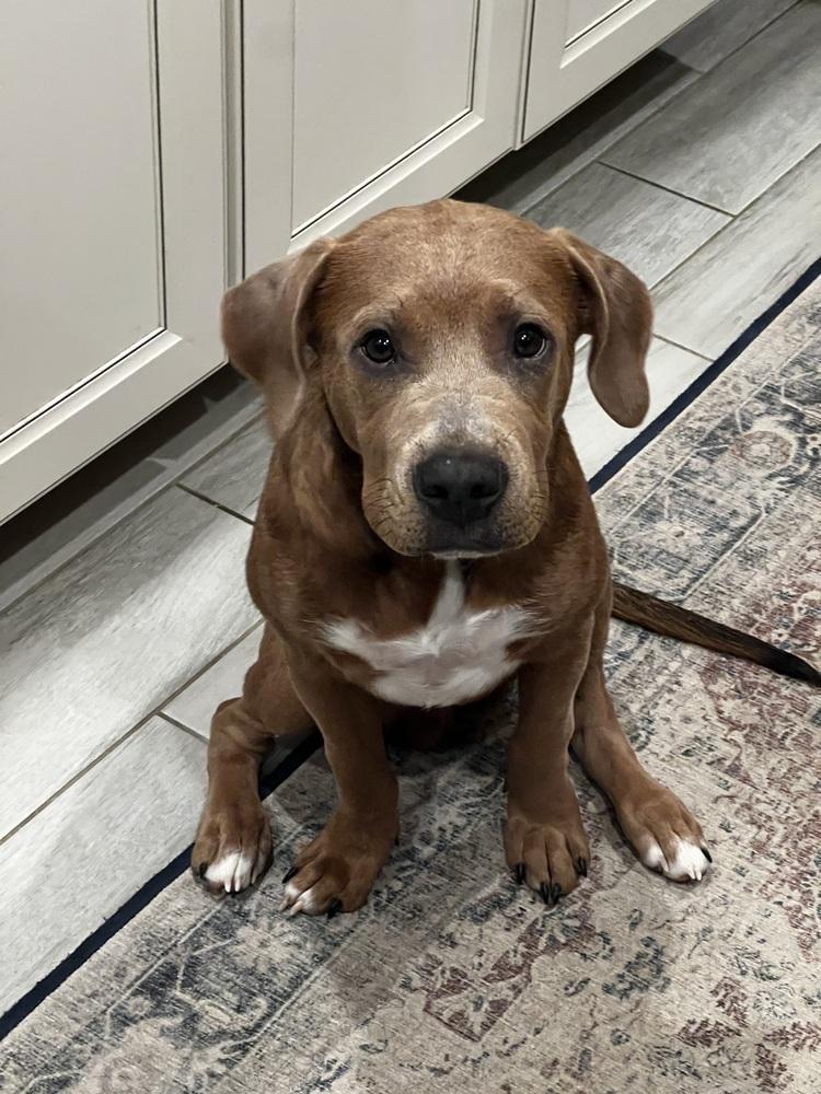 Riley, an adopted mixed breed in TUCSON, AZ image 3/3