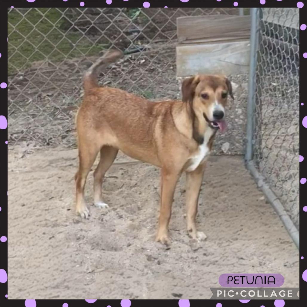 Enlarge Petunia, a Adoptable Black Mouth Cur in Jena, LA image 1/2