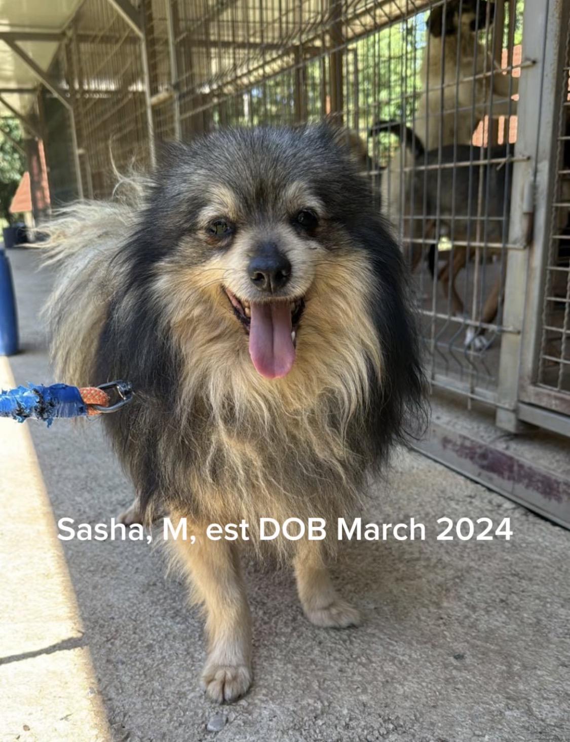 Sasha, Adoptable, Young Male Pomeranian & Spitz.