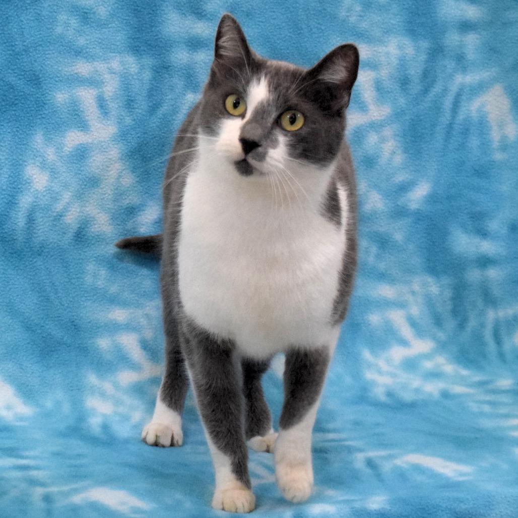 Mimzy, a Adoptable Domestic Short Hair in Eureka, CA image 1/5