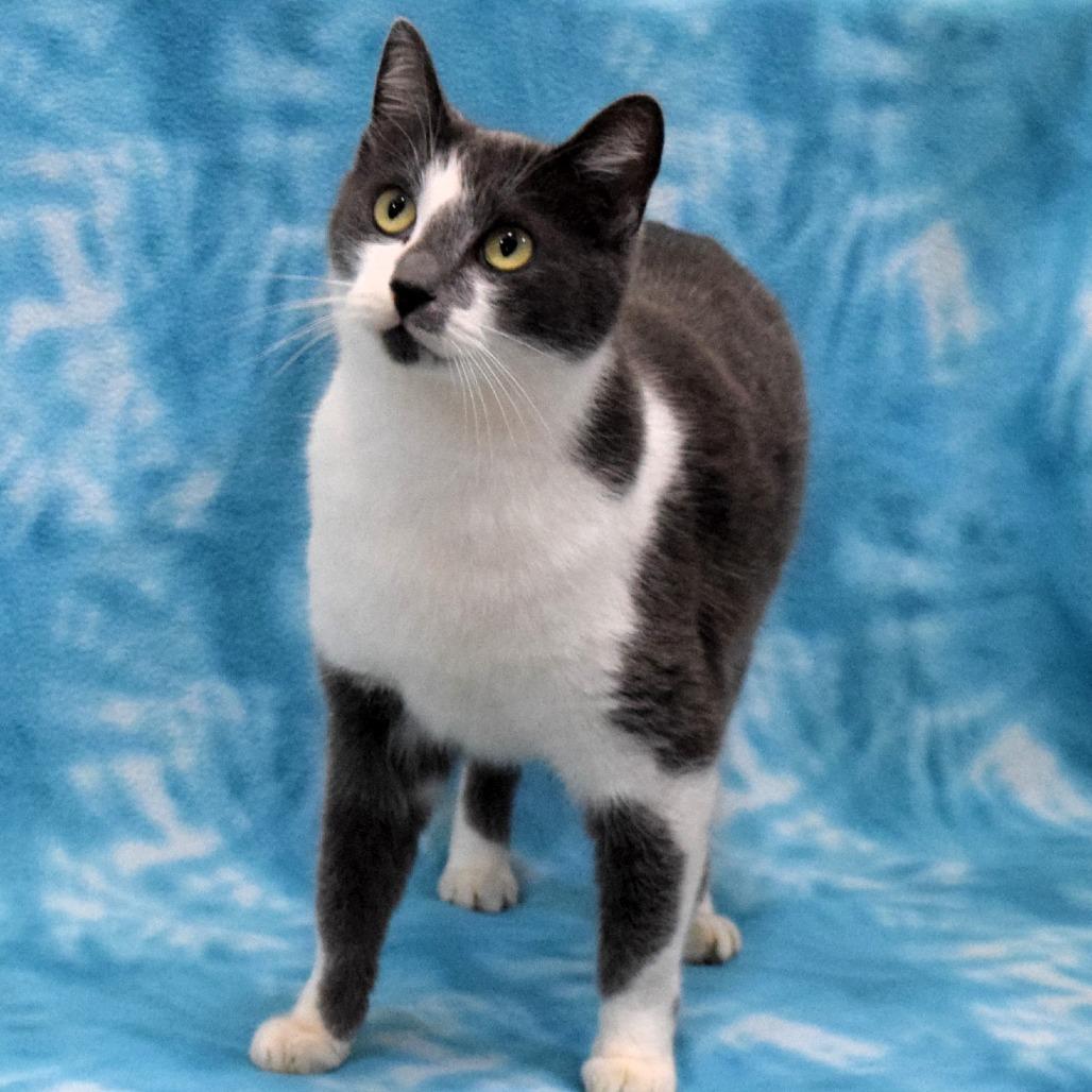 Mimzy, a Adoptable Domestic Short Hair in Eureka, CA image 2/5