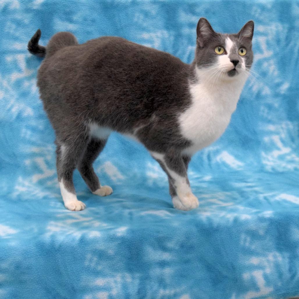 Mimzy, a Adoptable Domestic Short Hair in Eureka, CA image 4/5