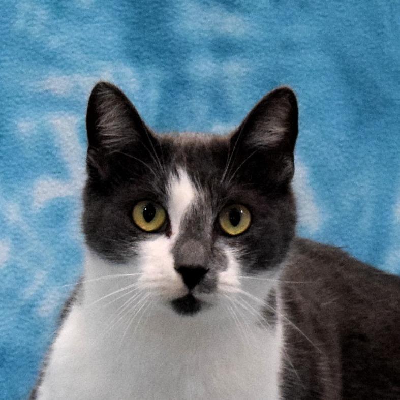 Mimzy, a Adoptable Domestic Short Hair in Eureka, CA image 5/5