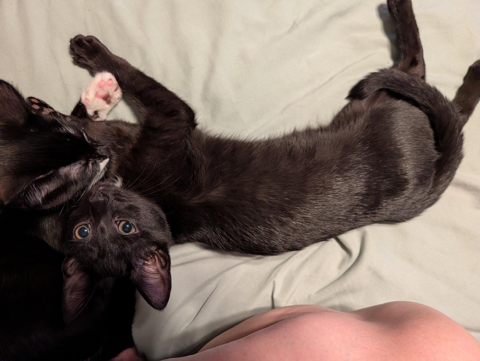 Salem, Adoptable, Kitten Female Domestic Short Hair.