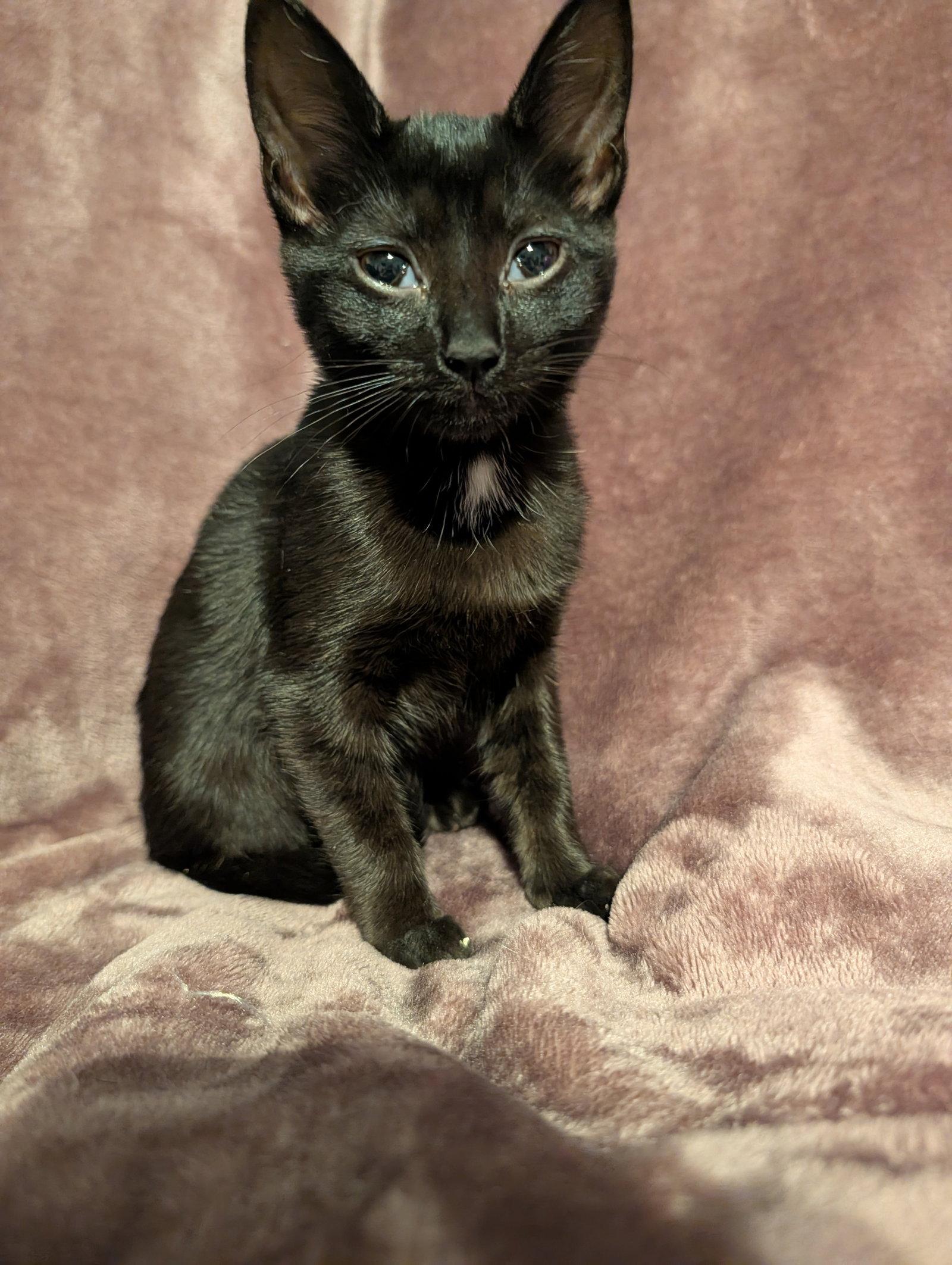 Enlarge Salem, a Adoptable Domestic Short Hair in Roxboro, NC image 2/3