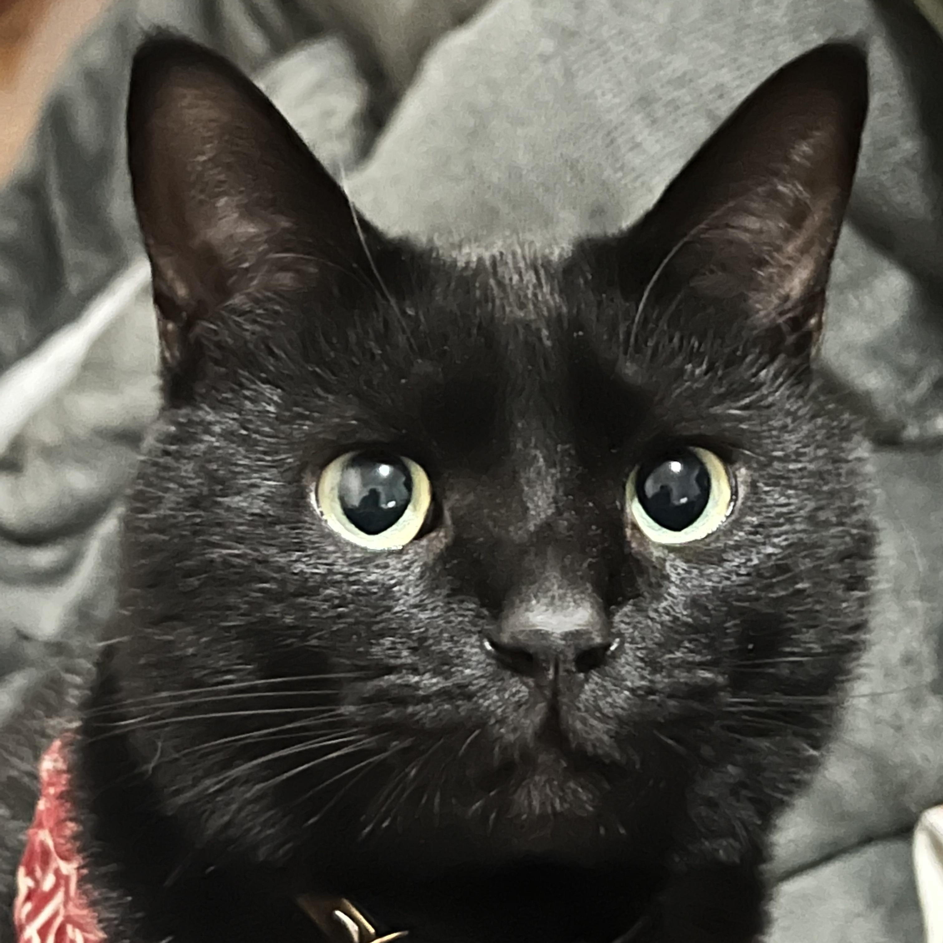 Beni, a ADOPTABLE Domestic Short Hair in Shoreline , WA image 1/2