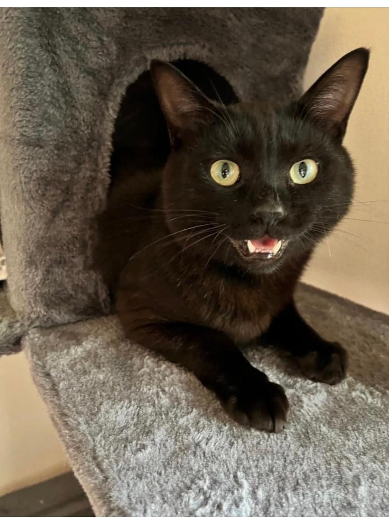 Beni, a ADOPTABLE Domestic Short Hair in Shoreline , WA image 2/2