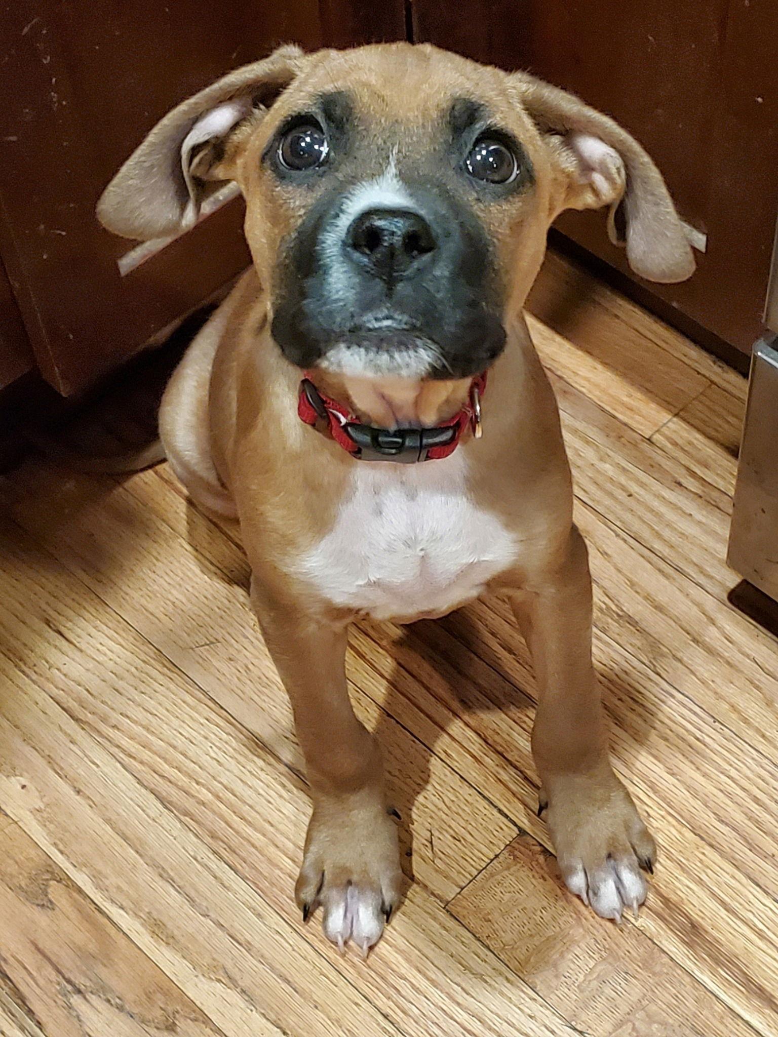 Enlarge Archie, a Adopted mixed breed in Stanwood, WA image 1/3