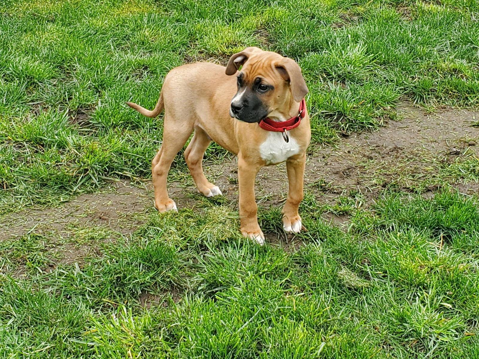 Enlarge Archie, a Adopted mixed breed in Stanwood, WA image 2/3