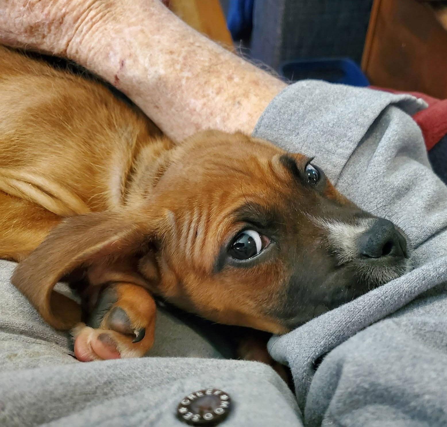 Enlarge Archie, a Adopted mixed breed in Stanwood, WA image 3/3