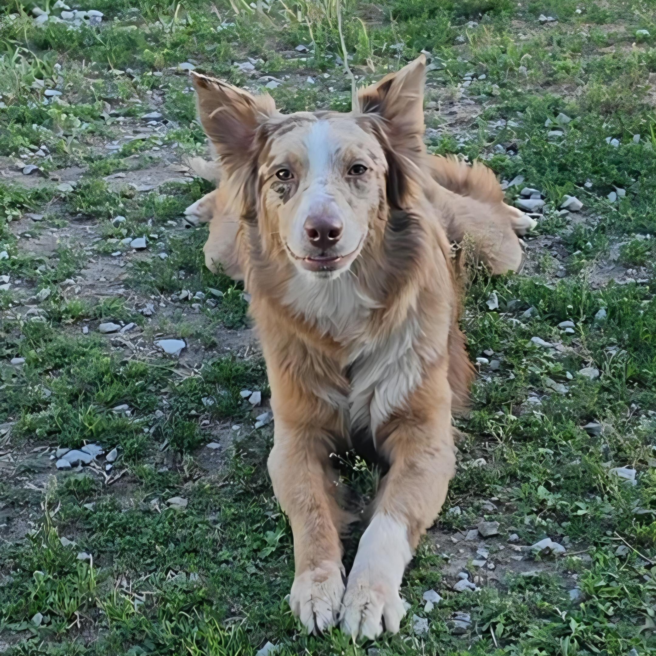 Enlarge Lilly, an adopted Australian Shepherd in LaGrange, IN image 3/4