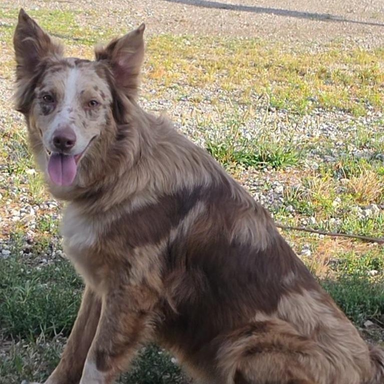 Enlarge Lilly, an adopted Australian Shepherd in LaGrange, IN image 4/4
