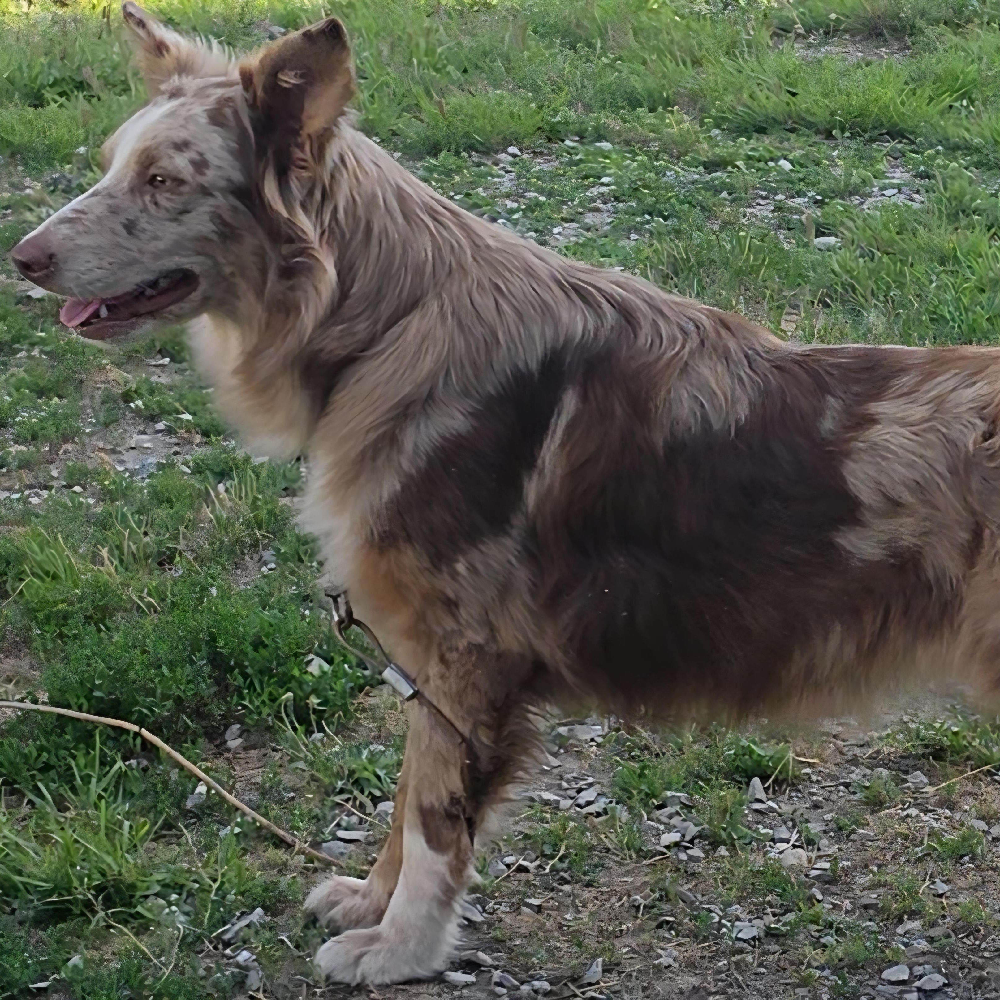 Enlarge Lilly, an adopted Australian Shepherd in LaGrange, IN image 2/4