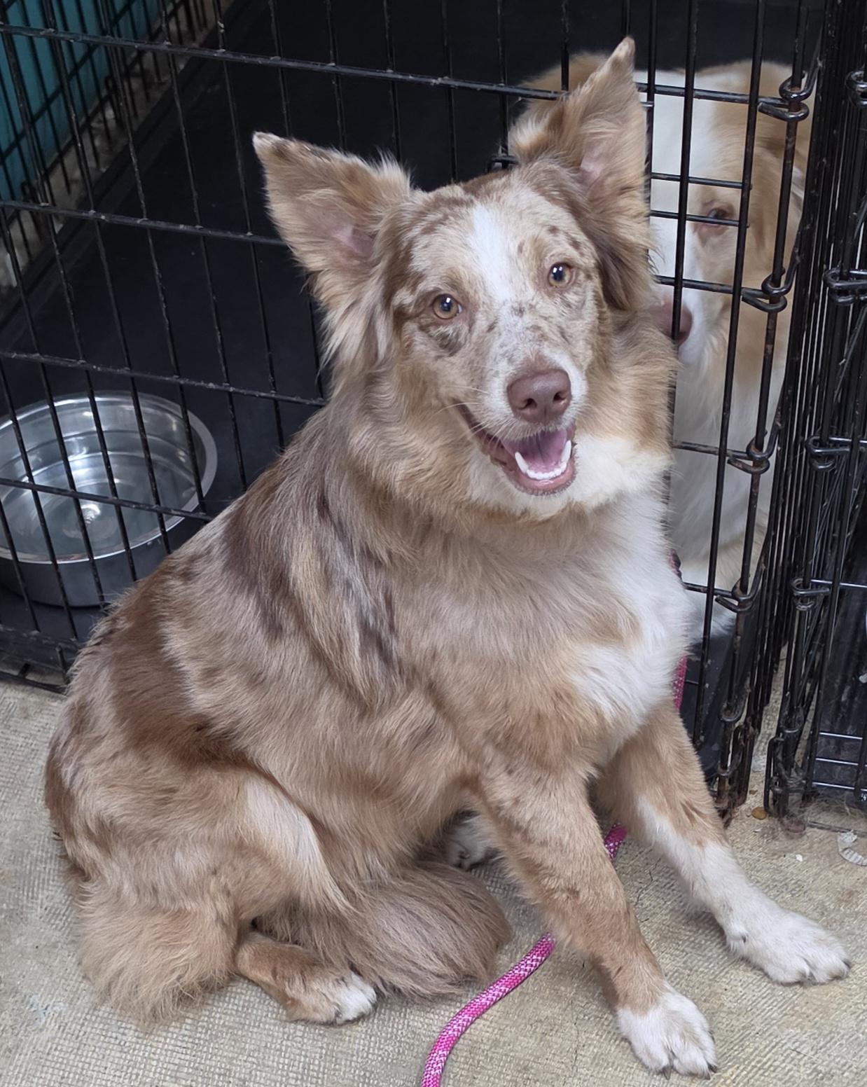 Enlarge Lilly, an adopted Australian Shepherd in LaGrange, IN image 1/4