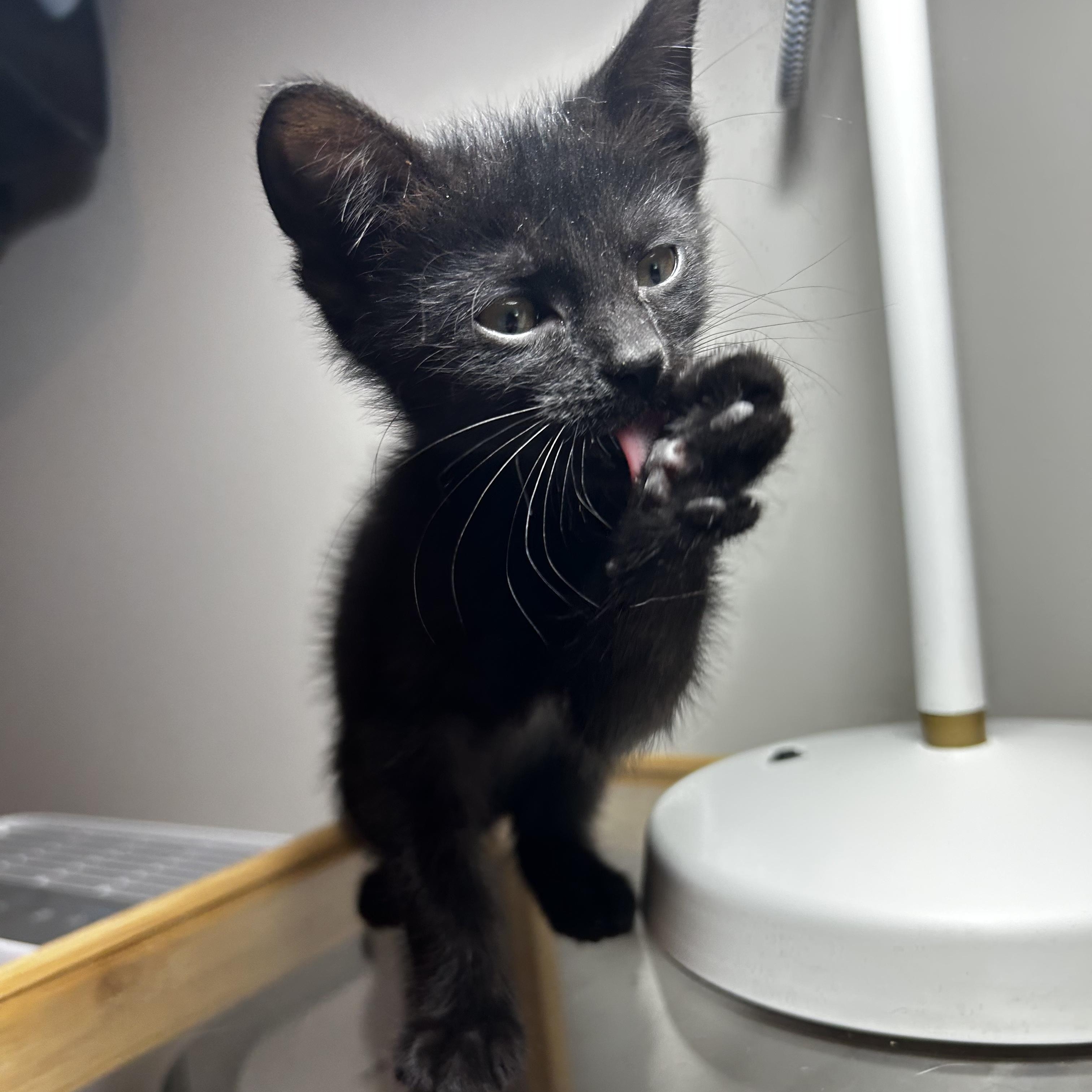 Ashley, a Adoptable Domestic Short Hair in Murphysboro, IL image 4/5