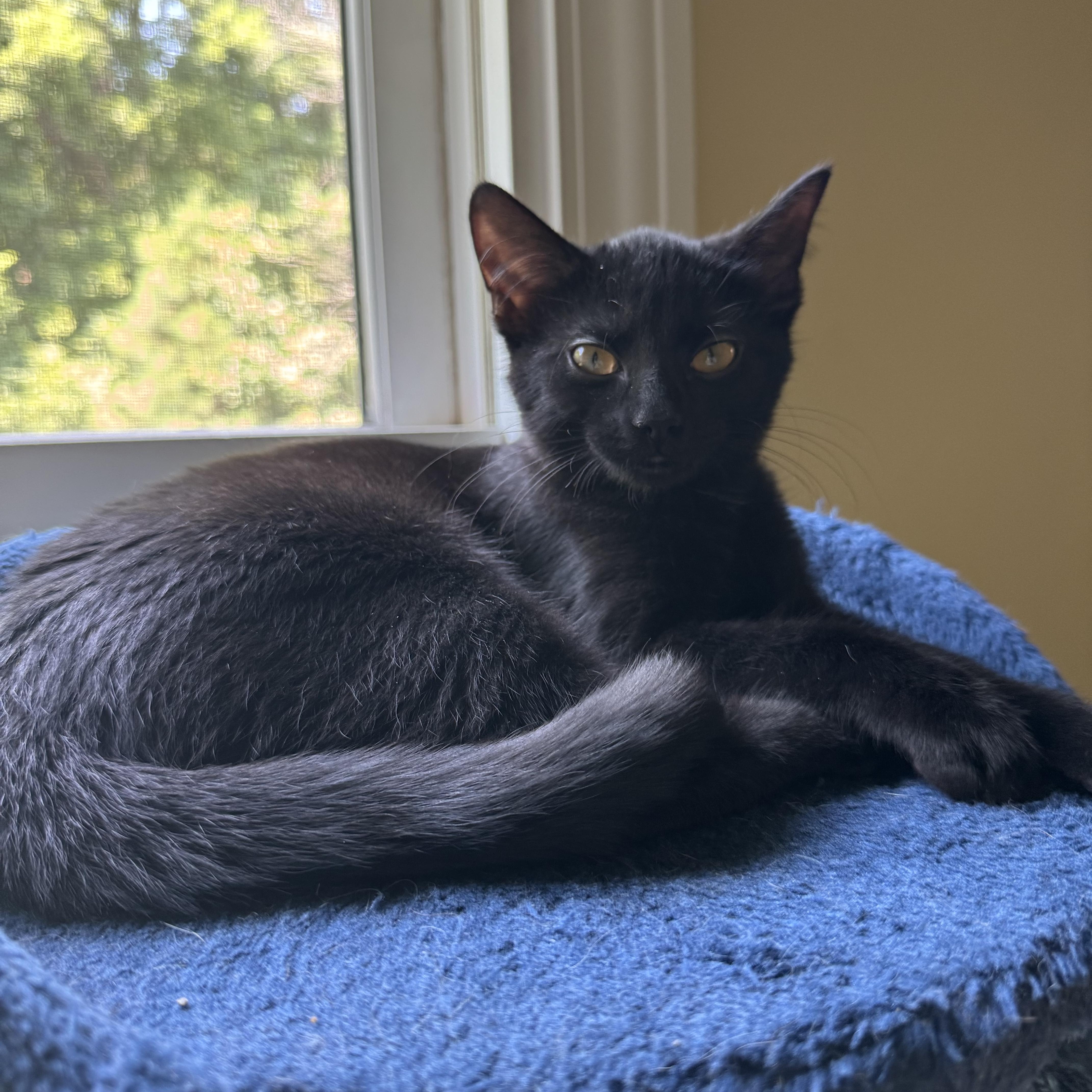 Ashley, a Adoptable Domestic Short Hair in Murphysboro, IL image 2/5