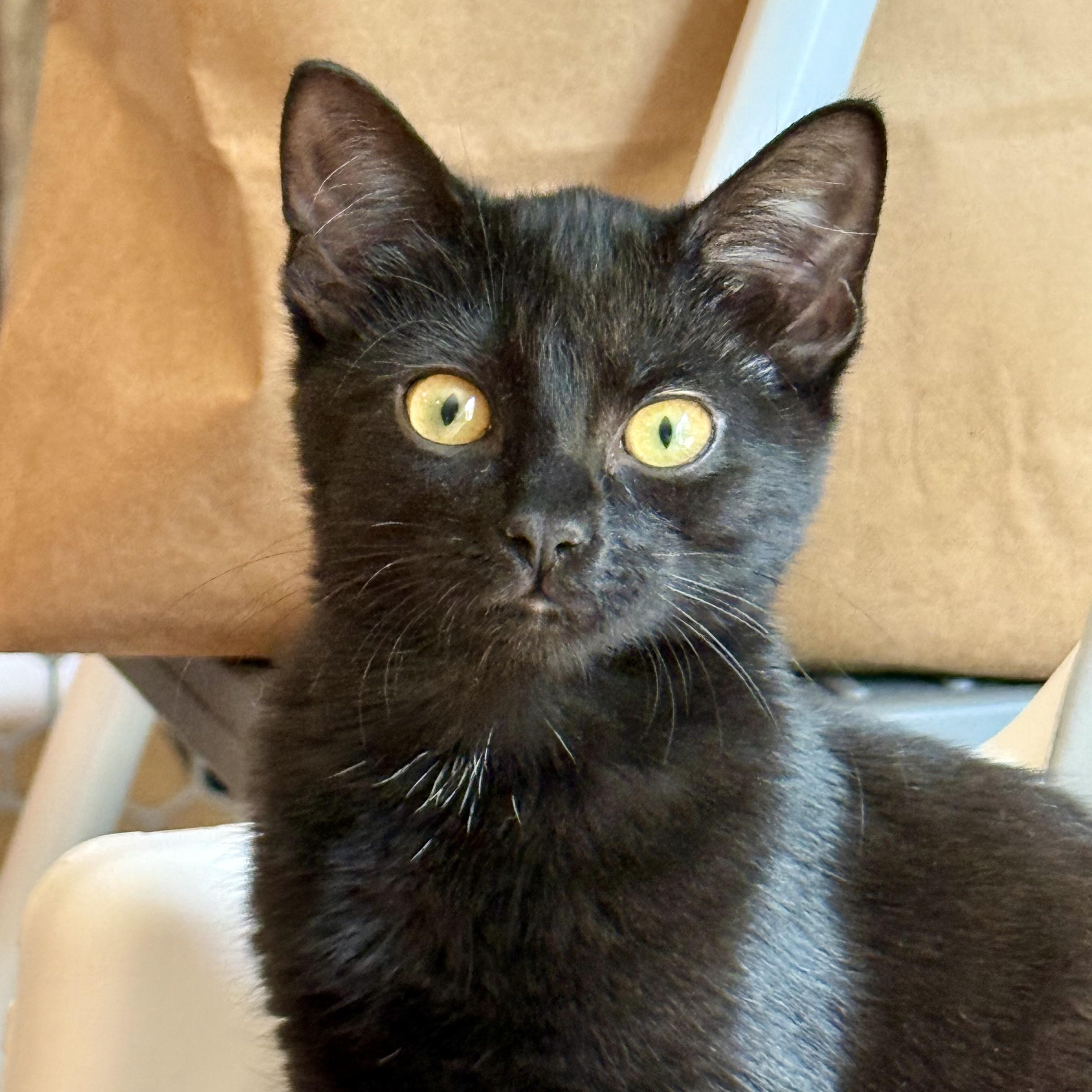 Ashley, Adoptable, Young Female Domestic Short Hair.