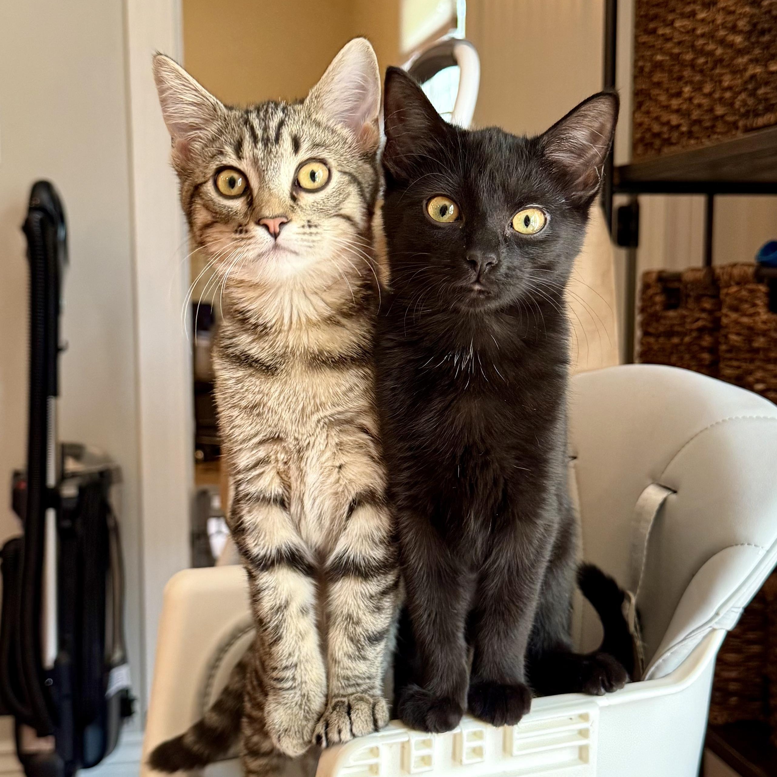 Ashley, a Adoptable Domestic Short Hair in Murphysboro, IL image 5/5