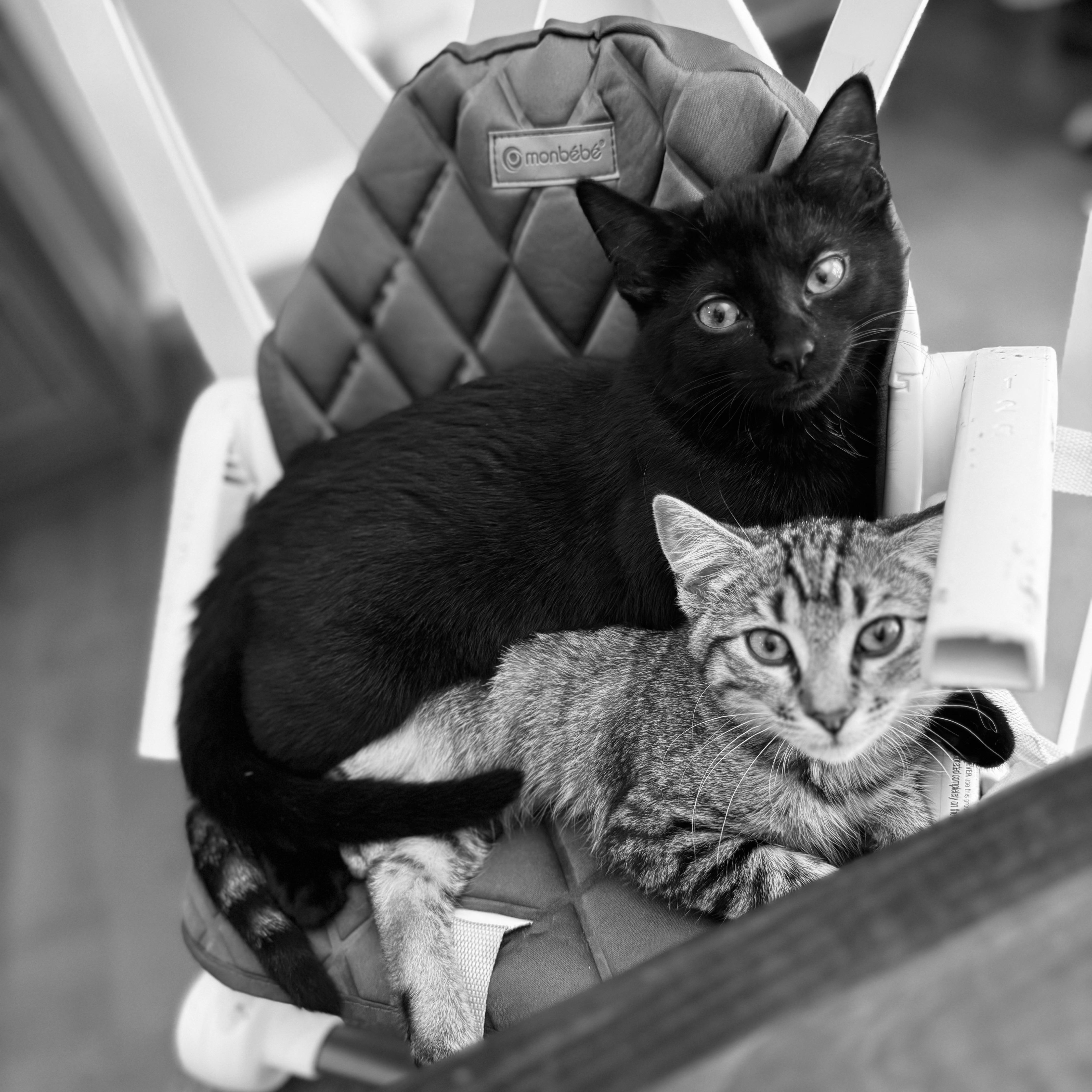 Ashley, a Adoptable Domestic Short Hair in Murphysboro, IL image 3/5