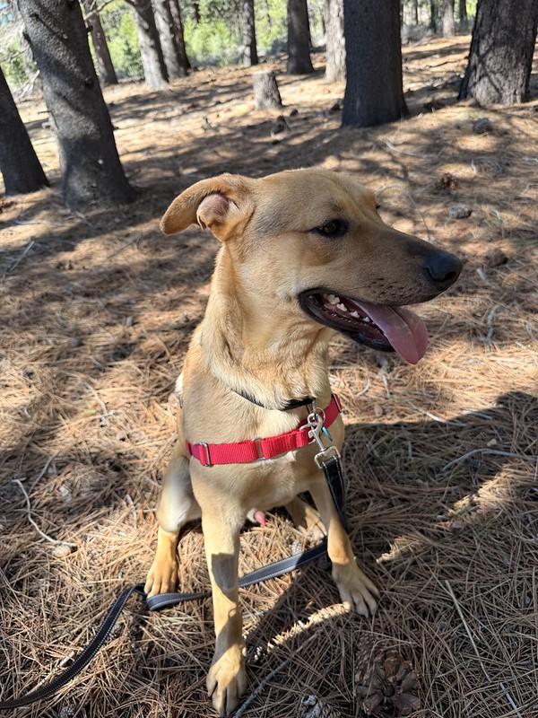Enlarge Tate, a ADOPTABLE Mixed Breed in Truckee, CA image 4/6