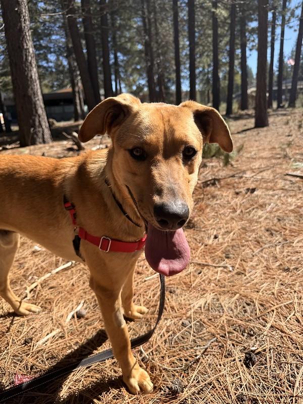 Enlarge Tate, a ADOPTABLE Mixed Breed in Truckee, CA image 3/6