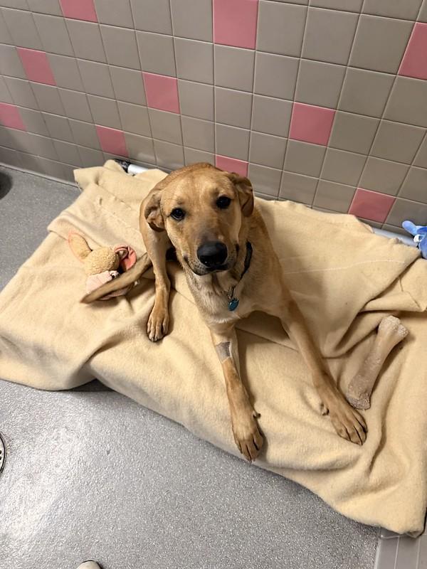 Enlarge Tate, a ADOPTABLE Mixed Breed in Truckee, CA image 2/6