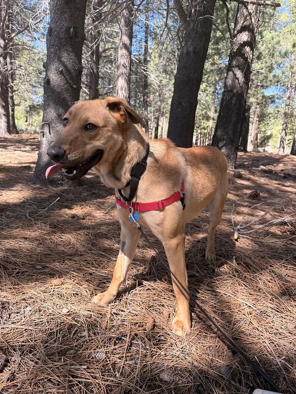 Enlarge Tate, a ADOPTABLE Mixed Breed in Truckee, CA image 6/6